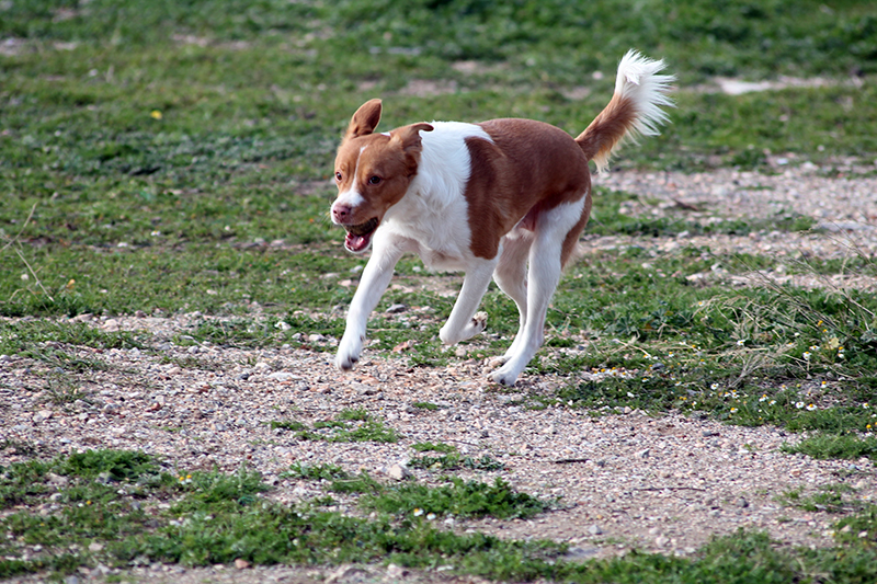 Ο πιο ασφαλής χώρος για σκύλους στο Δήμο Περιστερίου