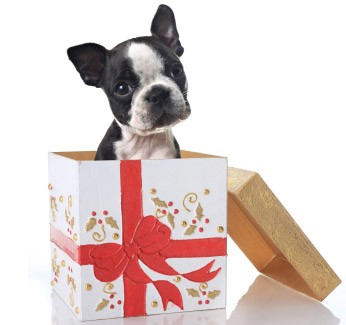 dog-christmas-presents