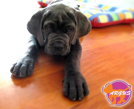 Ovelix - Mastino Napoletano