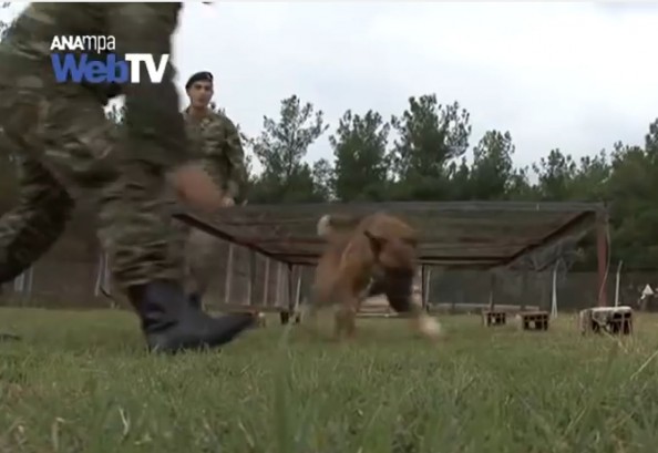 vet-army-dogs