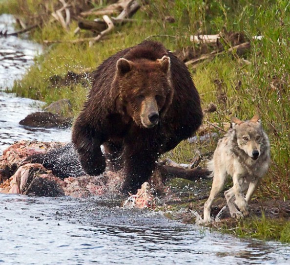 Bear-wolf-wild-animals