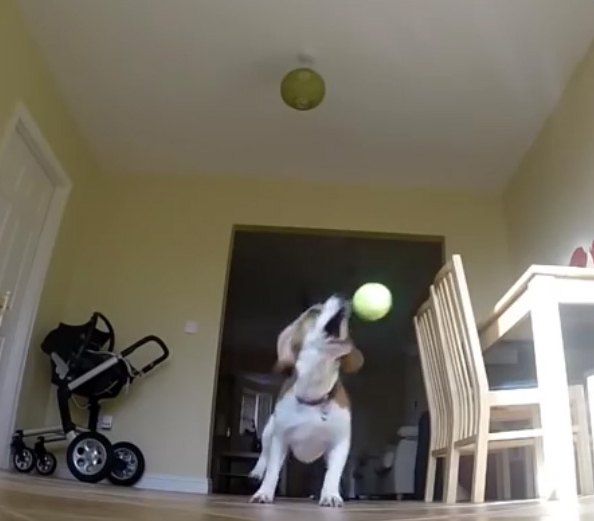 Fetch1