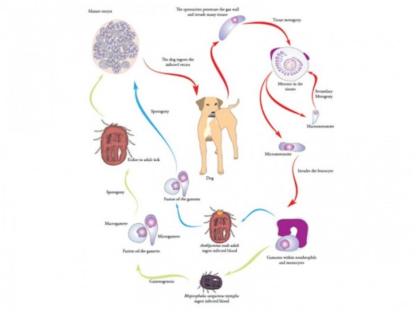 Εhrlichiosis