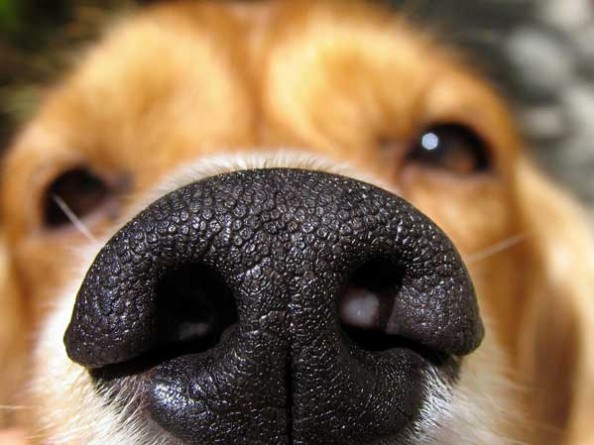 dog-nose
