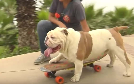 Otto-the-skateboarding-bulldog
