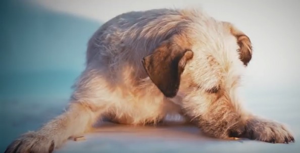 Save a Greek Stray