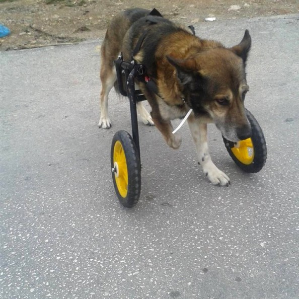 dog-wheels