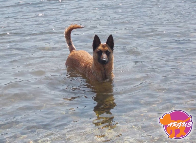 Jolie — Malinois, Εξάρχεια