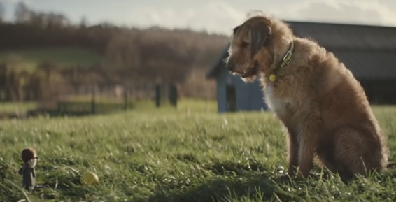 dogstrust