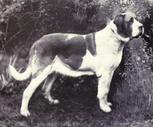Dogs 100 years ago