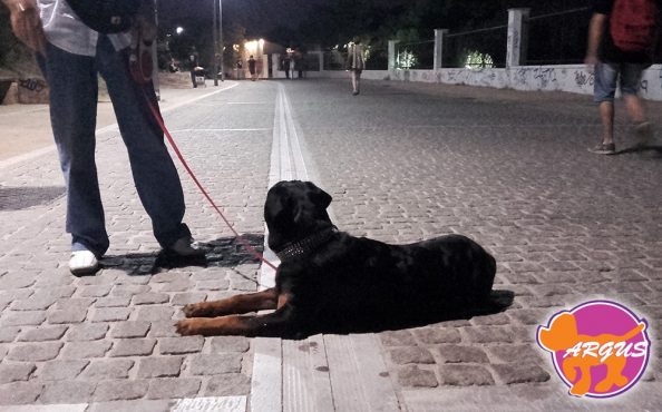 Ήρα - Rottweiler