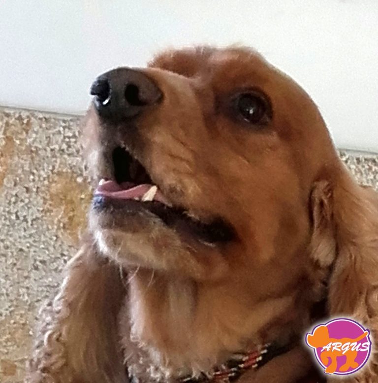 Joe — Cocker Spaniel, Γαλάτσι