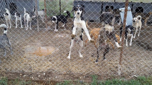 dimotikokynokomeioserron2015-8