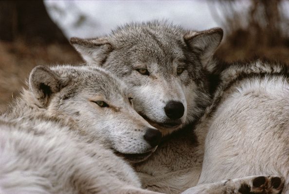 wolves