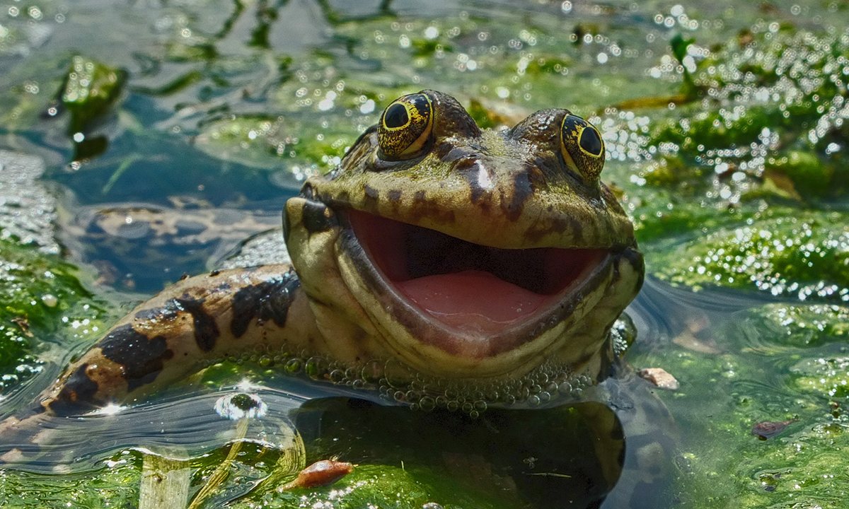 Ένας βάτραχος που χαμογελάει στην κάμερα, Ρωσία. Φωτογραφία: Artyom Krivosheev/The Comedy Wildlife Photography Awards.