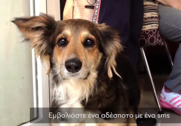 Υποστηρίξτε την Εθελοντική Δράση Κτηνιάτρων Ελλάδος Υποστηρίξτε την Εθελοντική Δράση Κτηνιάτρων Ελλάδος