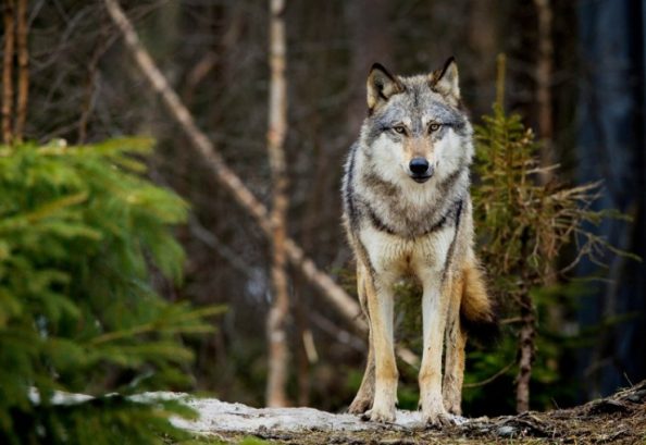 Λύκοι στην Πάρνηθα, η μεγάλη επιστροφή Λύκοι στην Πάρνηθα, η μεγάλη επιστροφή