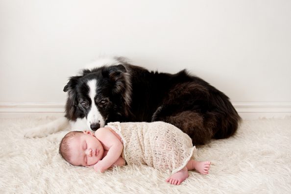 dog_blog