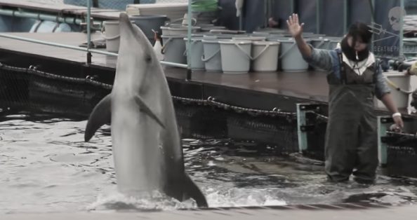 Dolphins-SoS