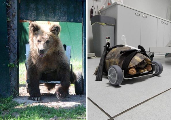 Tzigouras-2 Ο αρκούδος του Αρκτούρου και η χελώνα Χέλι. Δύο ζώα μαζί με τα αμαξίδιά τους