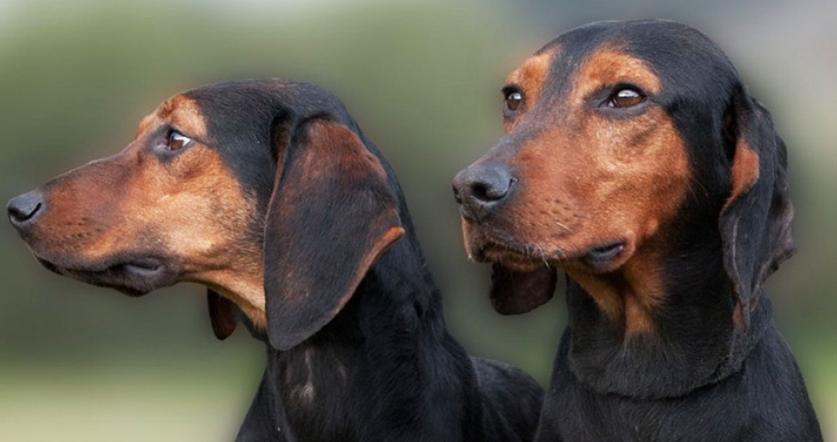 Αυτές είναι οι 6 ελληνικές ράτσες σκύλων