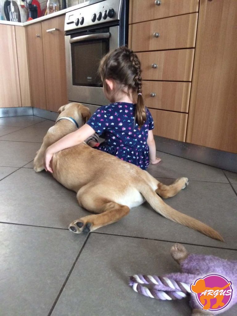 Kobe — Labrador, 3 Γέφυρες