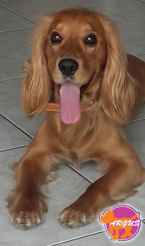 Foivos - Cocker Spaniel