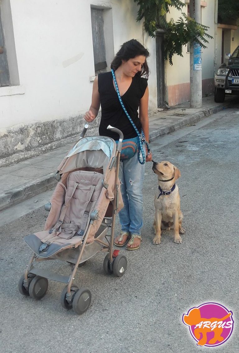 Kobe — Labrador, Κάτω Πατήσια