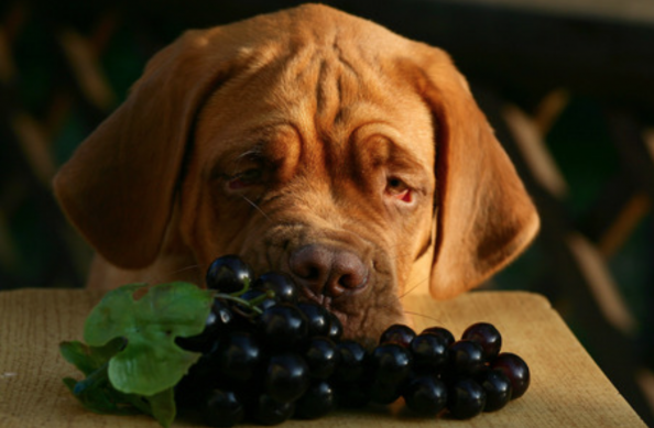 can-dogs-eat-grapes