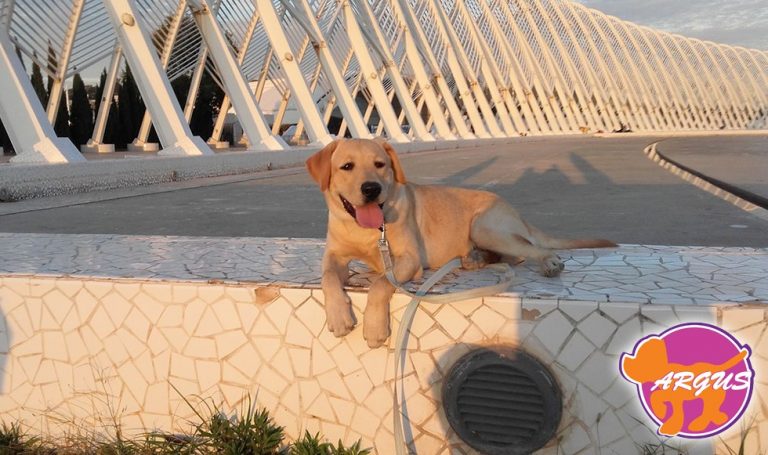 Simba — Labrador, Νέο Ηράκλειο