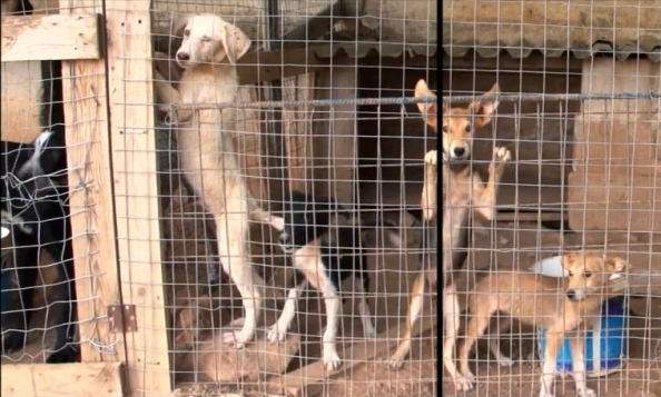 Greek Animal Rescue Trailer