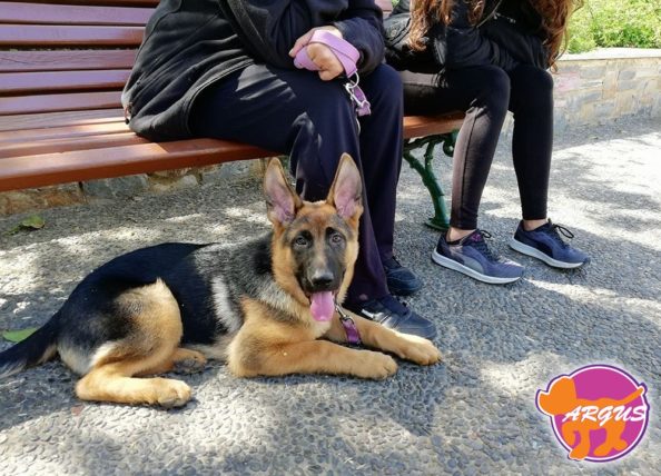 Ria - German Shepherd