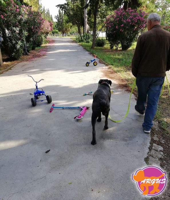 Dary - Cane Corso