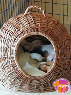 Rocky - Beagle