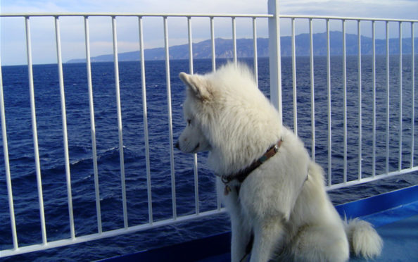 Dog-ships-travel-greece