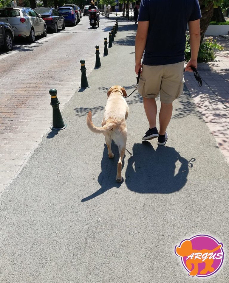 Ήρα — Labrador, Πεντέλη