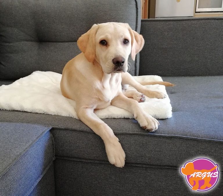 Κάρμα — Labrador, Άγιος Στέφανος Αττικής