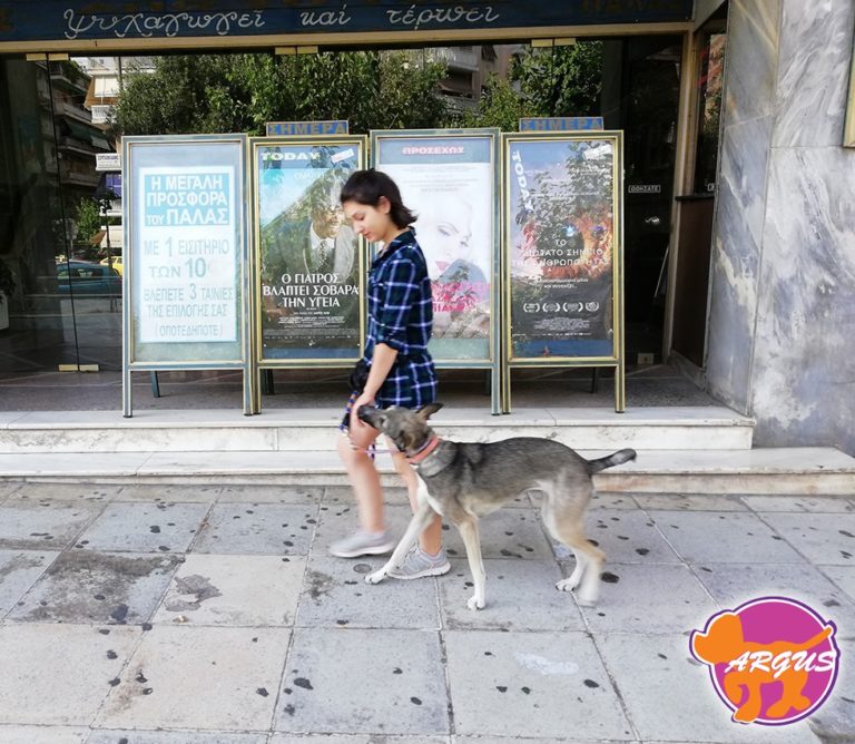 Αΐζα — Ημίαιμο, Παγκράτι