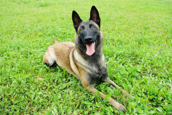belgian-malinois belgian-malinois