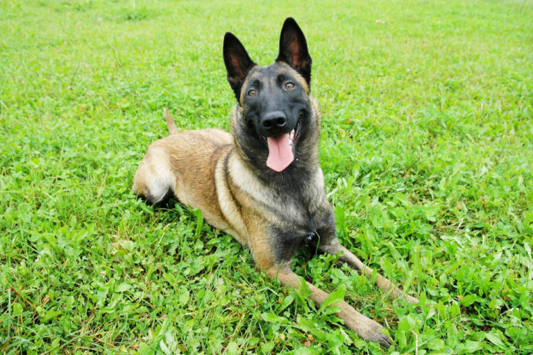 Malinois des neiges