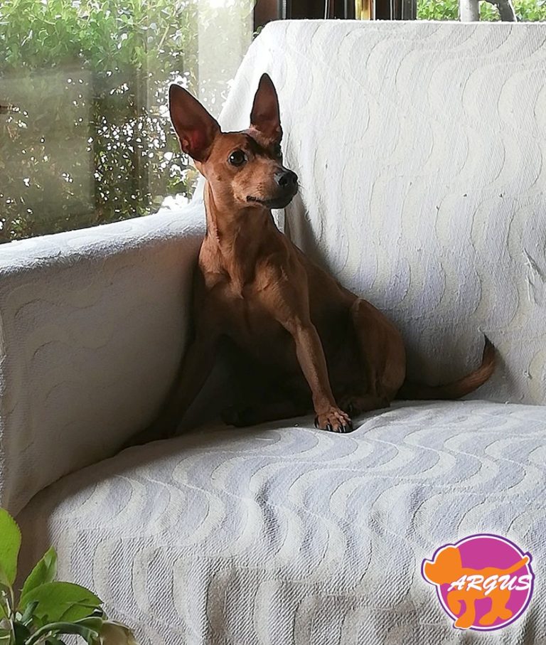 Conan — Pinscher, Παγκράτι