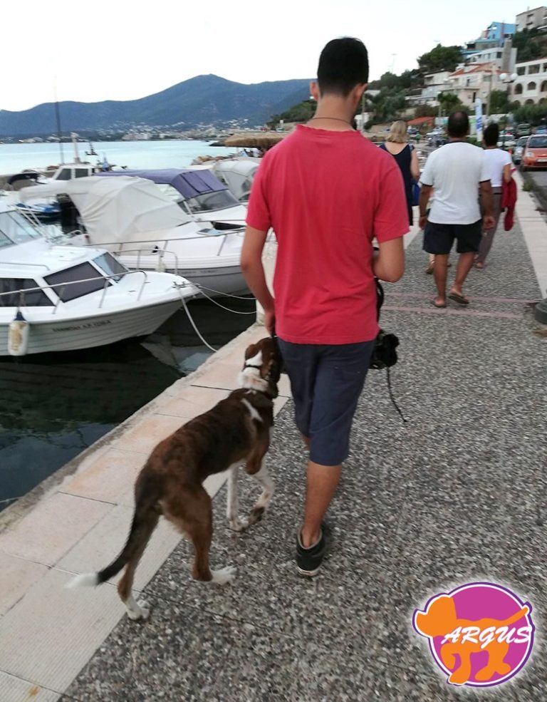 Oscar — Ημίαιμο, Πόρτο Ράφτη