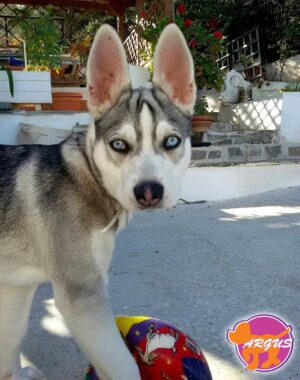 Ήρα - Λαγονήσι - Husky