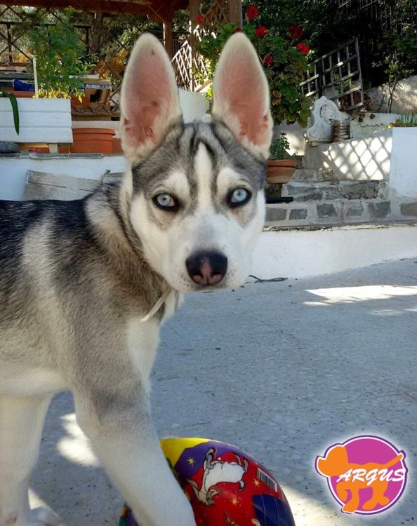 Ήρα - Λαγονήσι - Husky