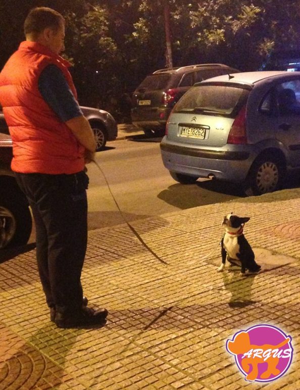 Λόρα - Boston Terrier - Νέα Σμύρνη