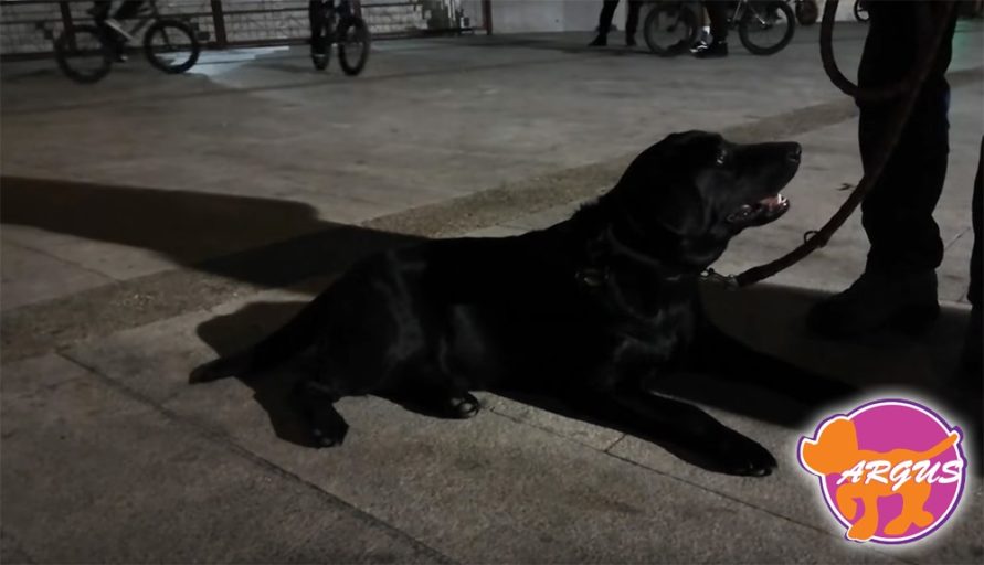 Irma - Labrador - Βριλήσσια