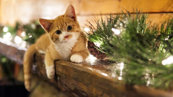 Christmas Kitten