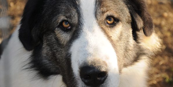 Ελληνικός Ποιμενικός Αρκτούρος - Ελληνικός Ποιμενικός