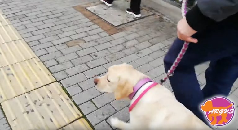 Goldy — Labrador, Δάσος Συγγρού