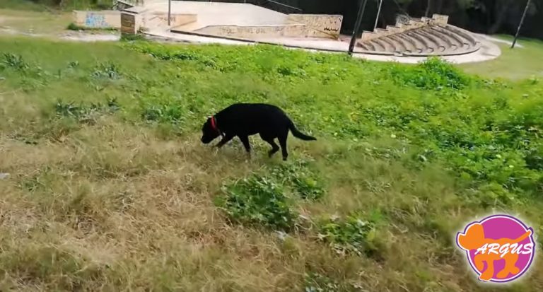 Luna — Labrador, Δάσος Συγγρού